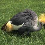 Animals 0514