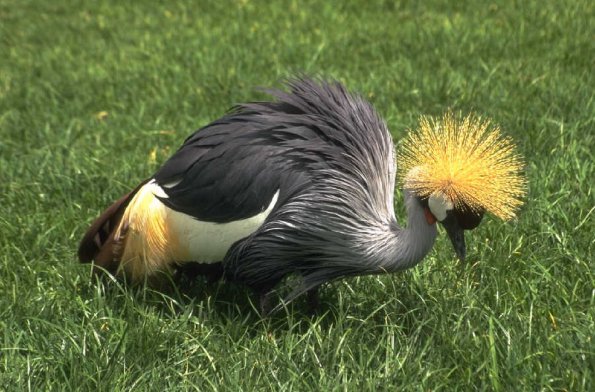 Animals 0514