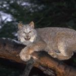 Animals 0516