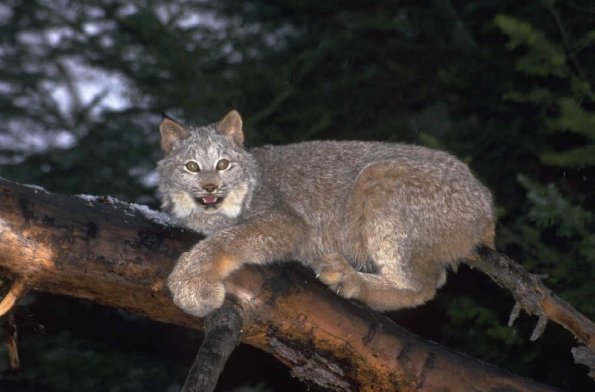 Animals 0516