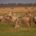 Animals 0537