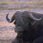 Animals 0552