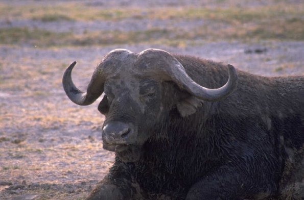 Animals 0552