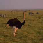 Animals 0556