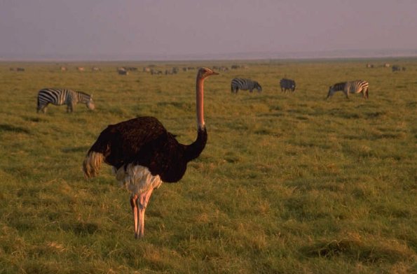 Animals 0556