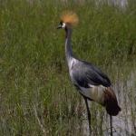 Animals 0558