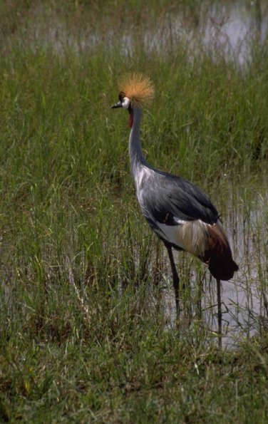 Animals 0558