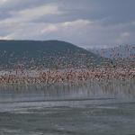 Animals 0566