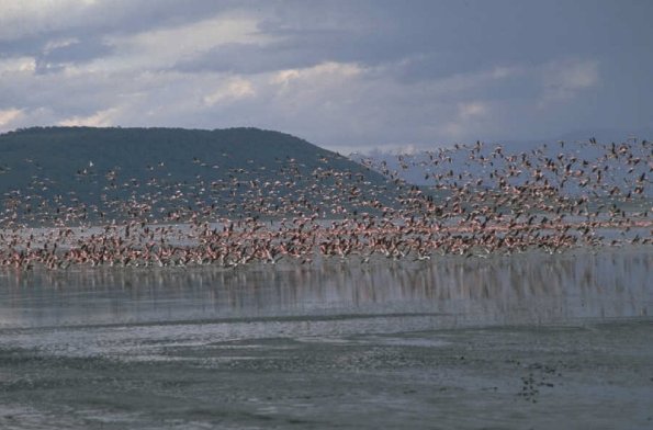 Animals 0566