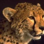 Animals 0570