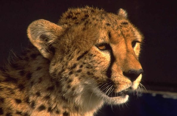 Animals 0570