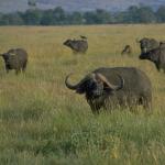 Animals 0571