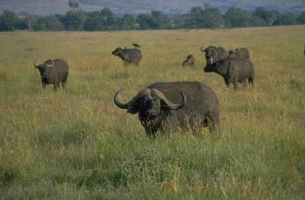 Animals 0571