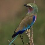 Animals 0576