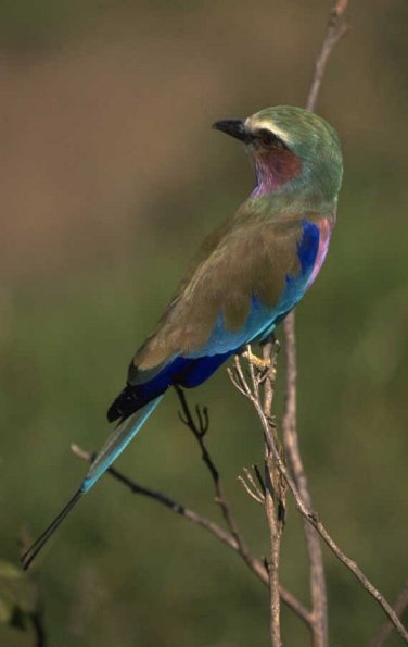 Animals 0576