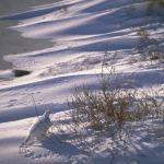 Animals 0578