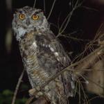 Animals 0580