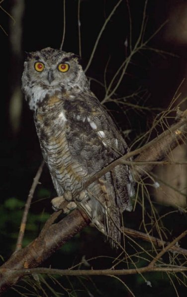 Animals 0580