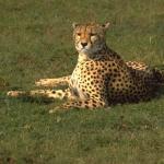 Animals 0587