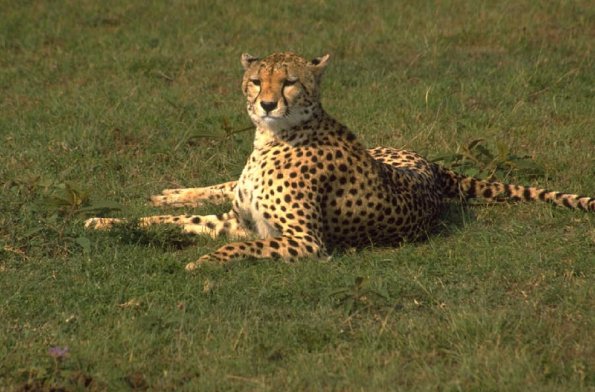 Animals 0587