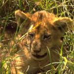 Animals 0592
