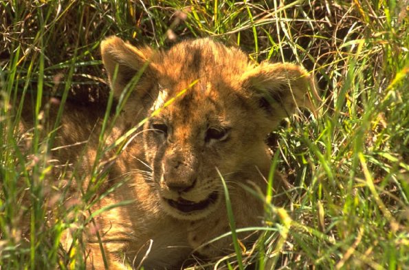 Animals 0592