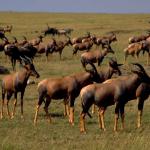 Animals 0593