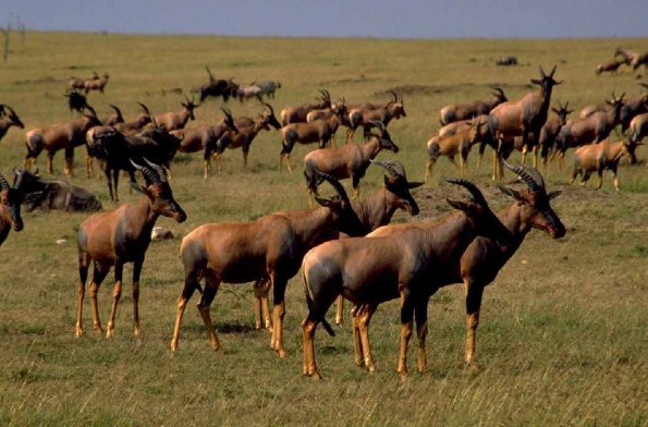 Animals 0593