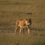 Animals 0595