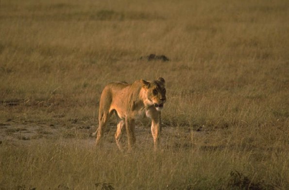 Animals 0595