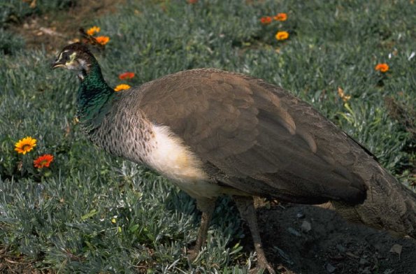 Animals 0630
