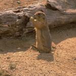 Animals 0634