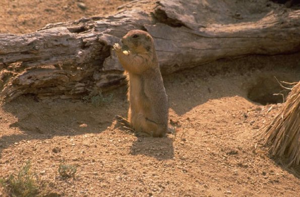 Animals 0634