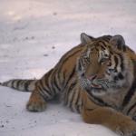 Animals 0657