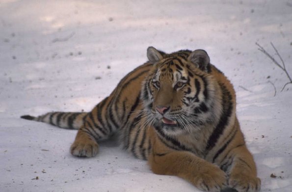 Animals 0657