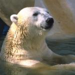 Animals 0663