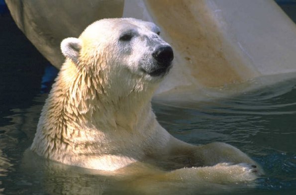 Animals 0663