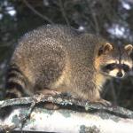 Animals 0664