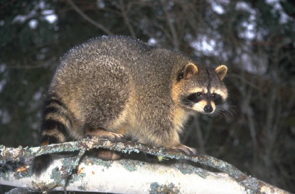 Animals 0664