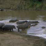 Animals 0668