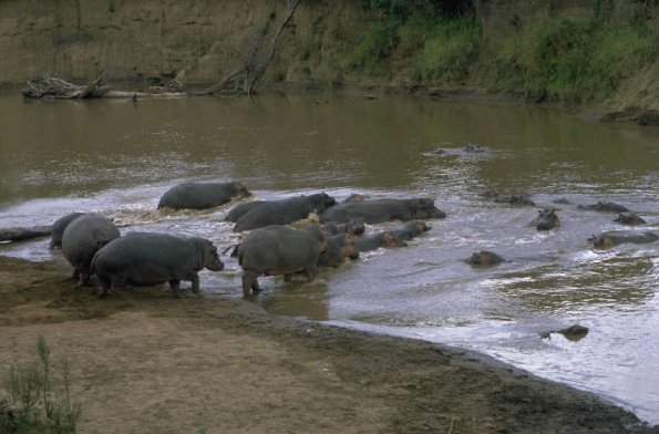 Animals 0668