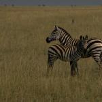 Animals 4144