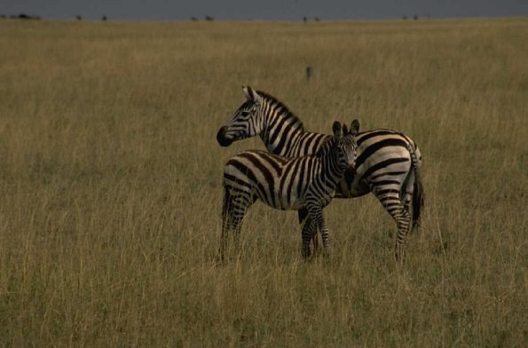 Animals 4144