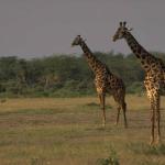 Animals 4146