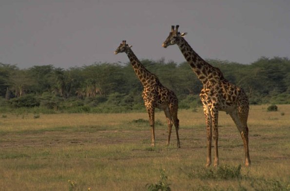 Animals 4146