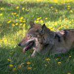 Animals 4154