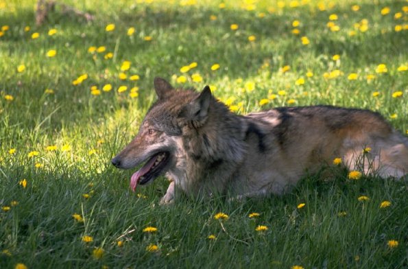 Animals 4154