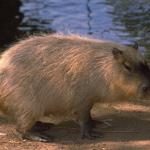 Animals 4167