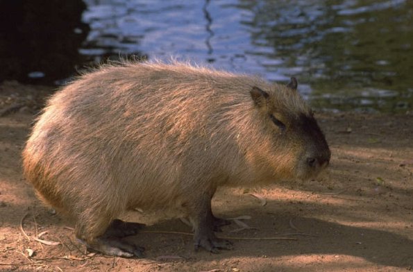 Animals 4167