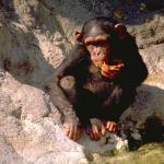 Animals 4168